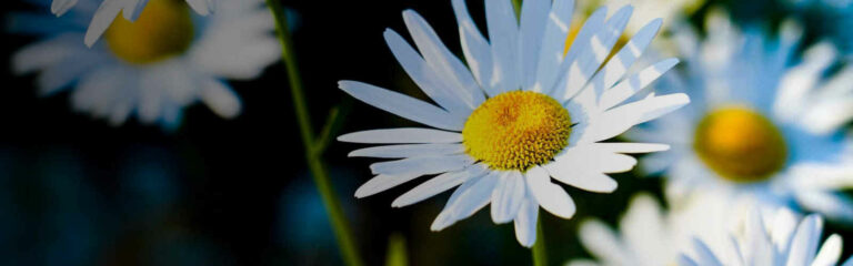 Daisies representing Allergens